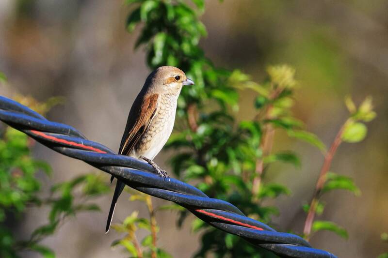 *** фото превью