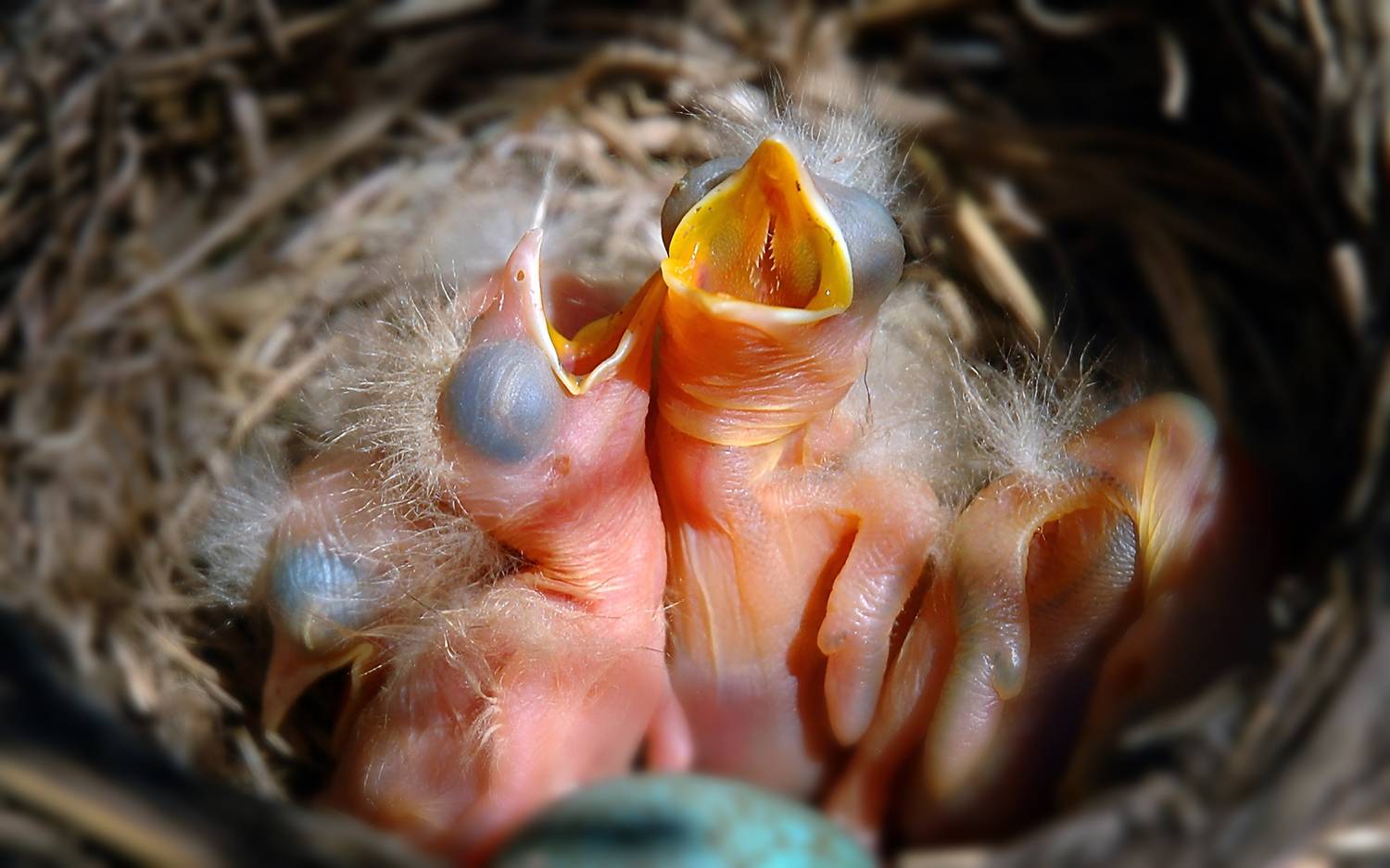 , Сергей Аникин