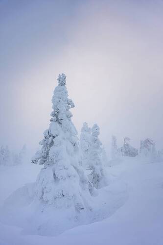 Ледяная нежность