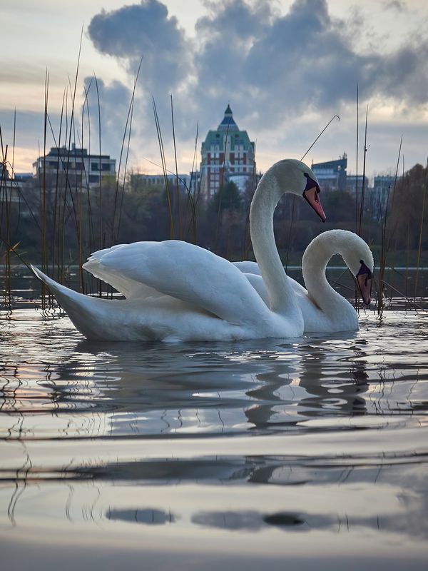 Москва, птицы, фотоохота, парк, лебедь, поведение Для чего лебедю длинная шея? фото превью