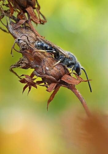 Спящая пчела