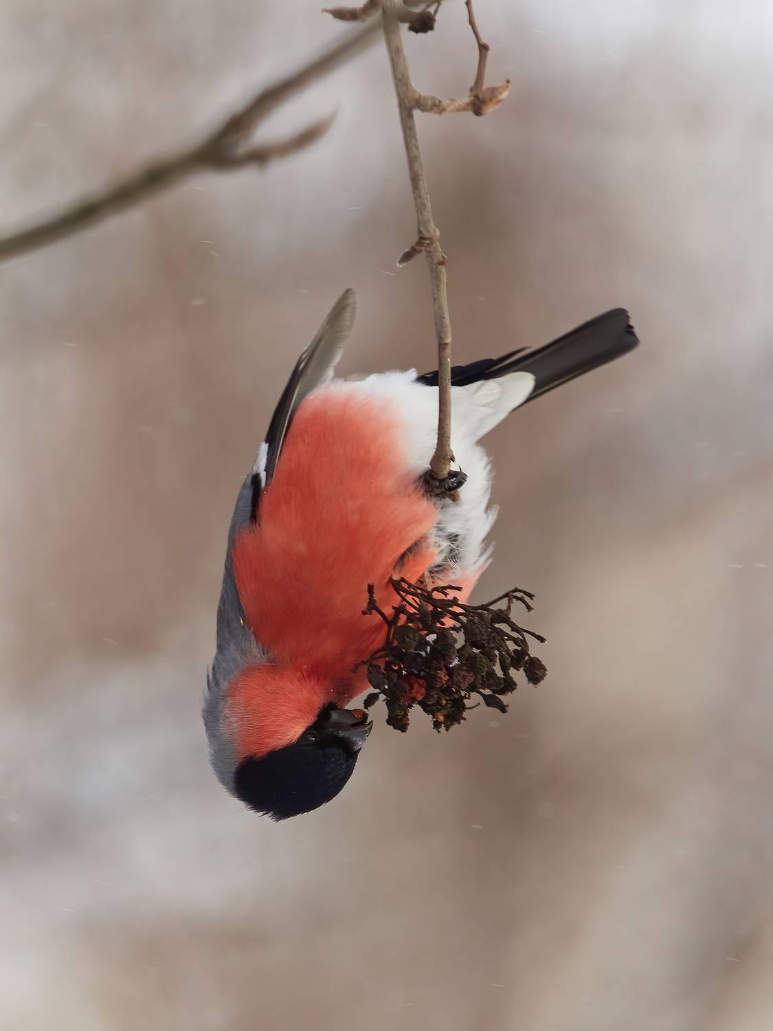 Подмосковье, парк, фотоохота, птицы, снегирь, Михаил