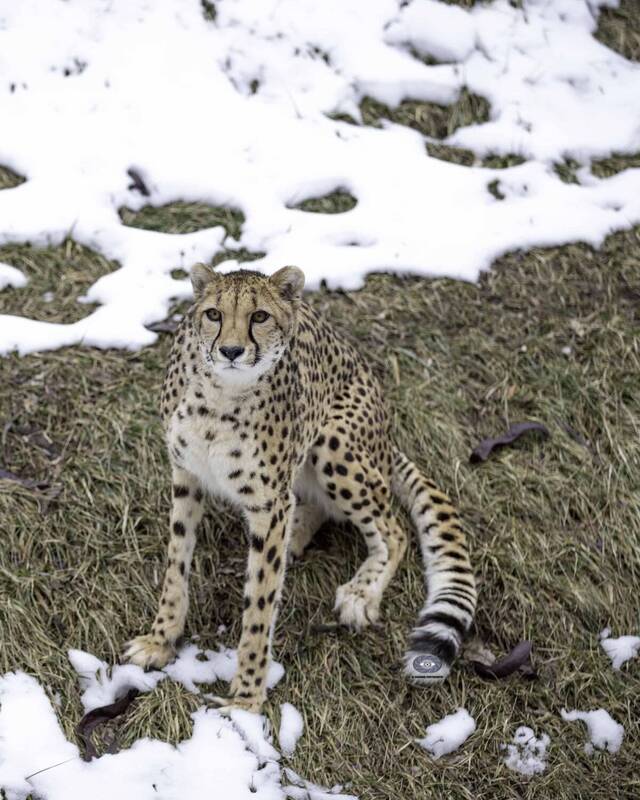 Cheetah фото превью