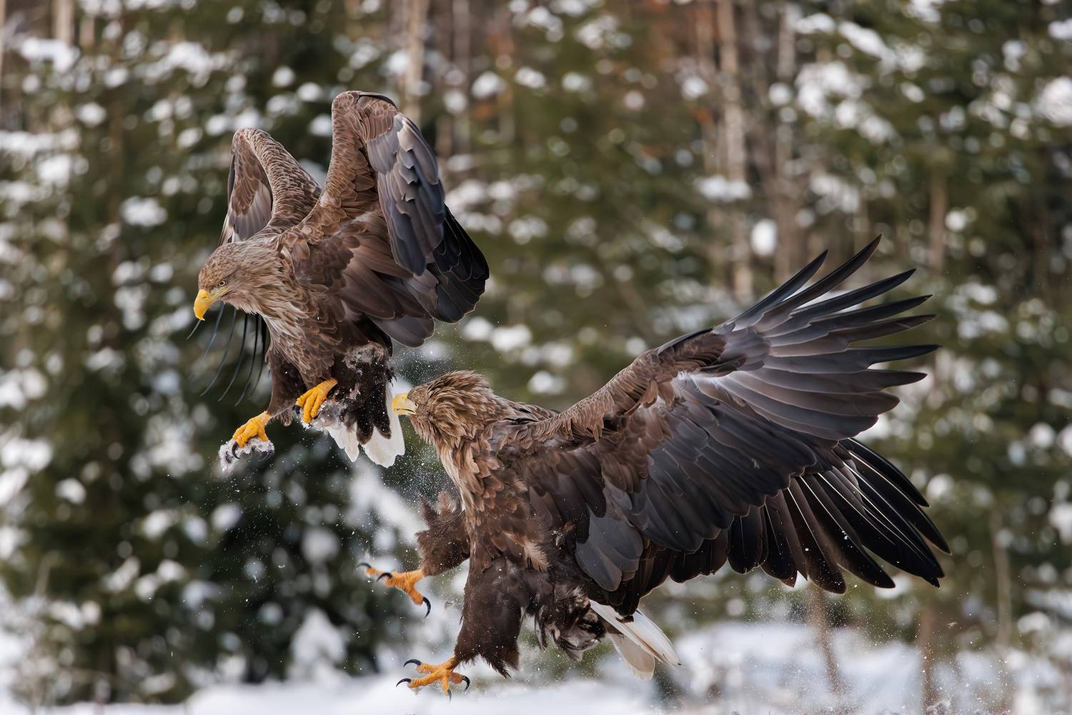 , Морозов Сергей