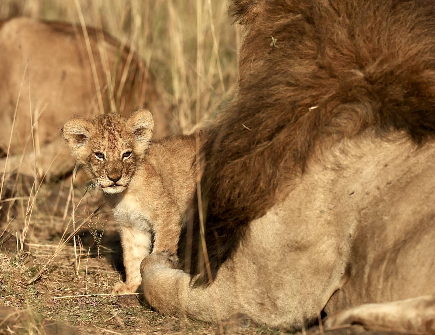 , Голубков Леонид