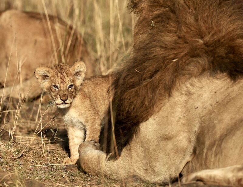 фото превью