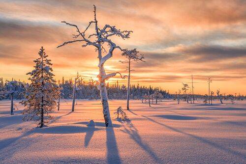 Где-то на болотах...