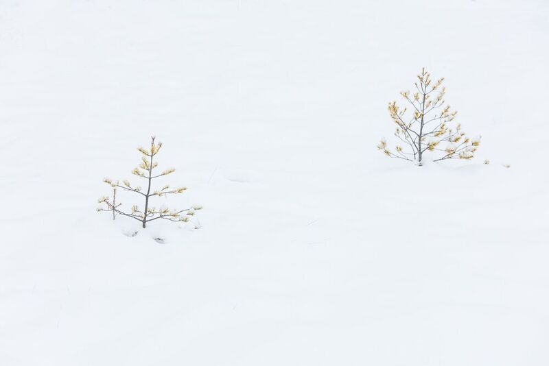 зима, минимализм, ленинградскаяобласть, снег, трава, деревья, болота Зиминий минимализм на Сесторецком болоте фото превью