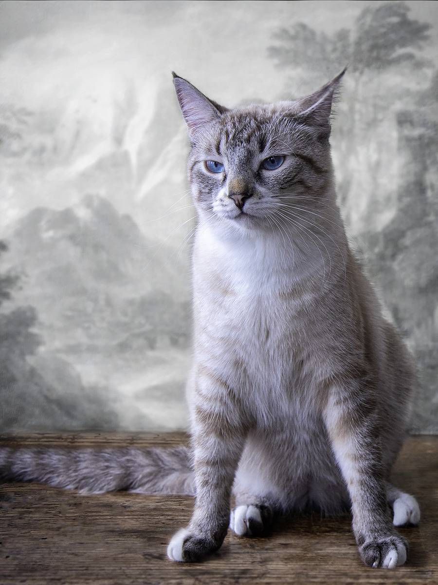 животные, домашние животные, кошки, питомцы, Приходько Ирина