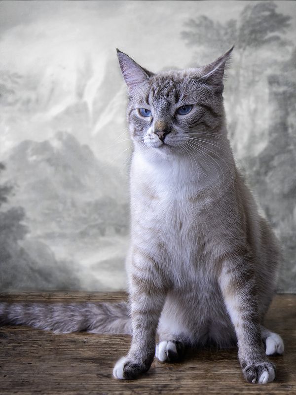 животные, домашние животные, кошки, питомцы Я - настоящий кОгуар! фото превью