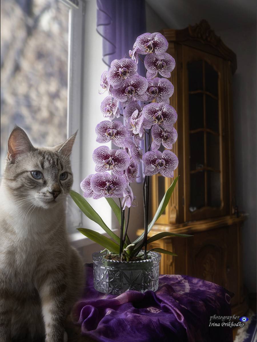 животные, домашние животные, питомцы, котики, орхидея, Приходько Ирина