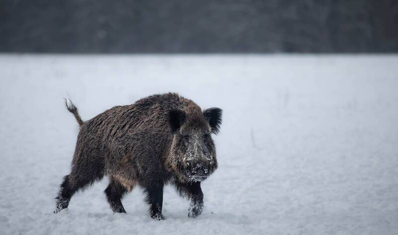 Кабанчик.  фото превью