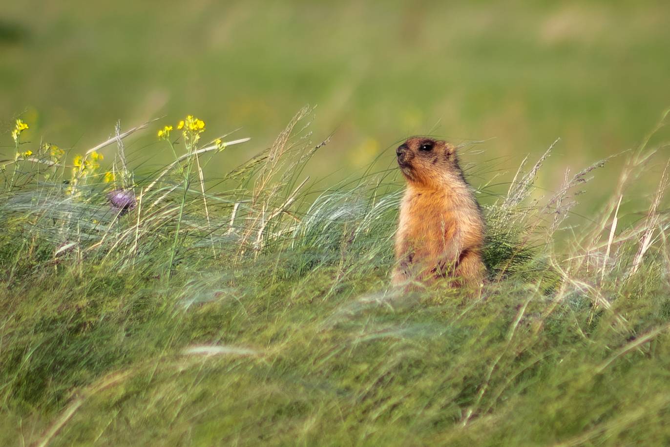 Оренбургская область, Долгие горы, байбак, Татьяна Кормашова