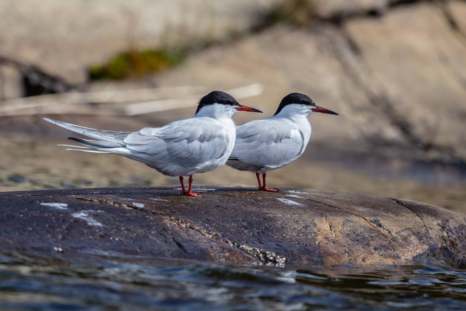 птицы России, бердвотчинг, фотоохота, Татьяна Кормашова