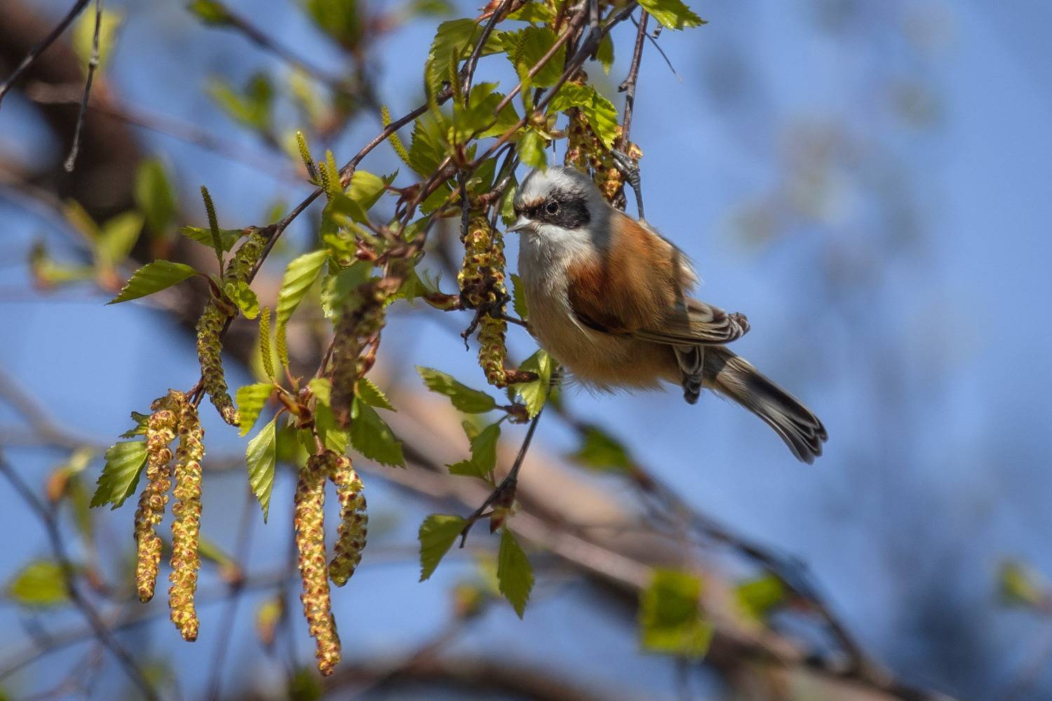птицы России, бердвотчинг, фотоохота, Татьяна Кормашова