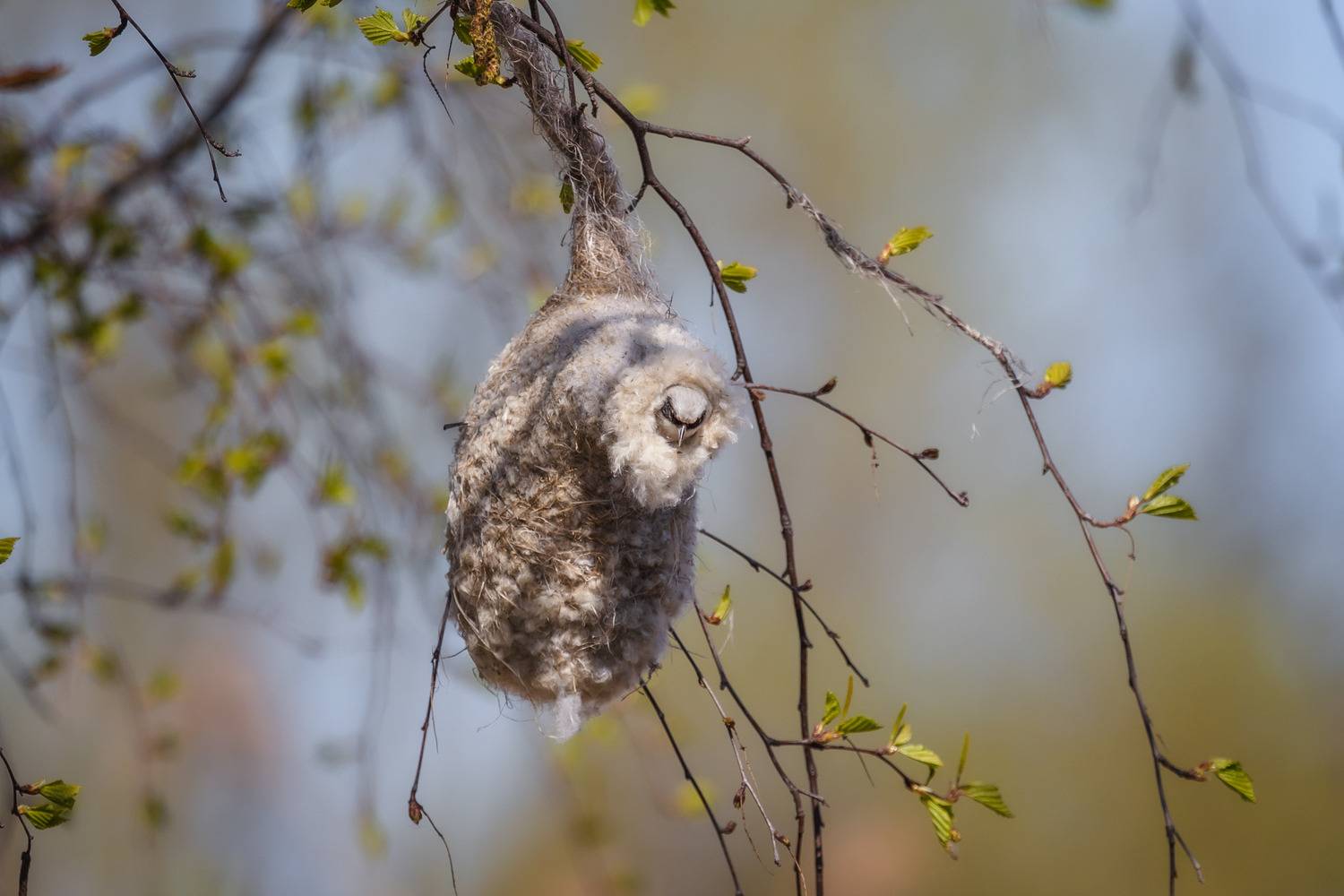 птицы России, бердвотчинг, фотоохота, Татьяна Кормашова