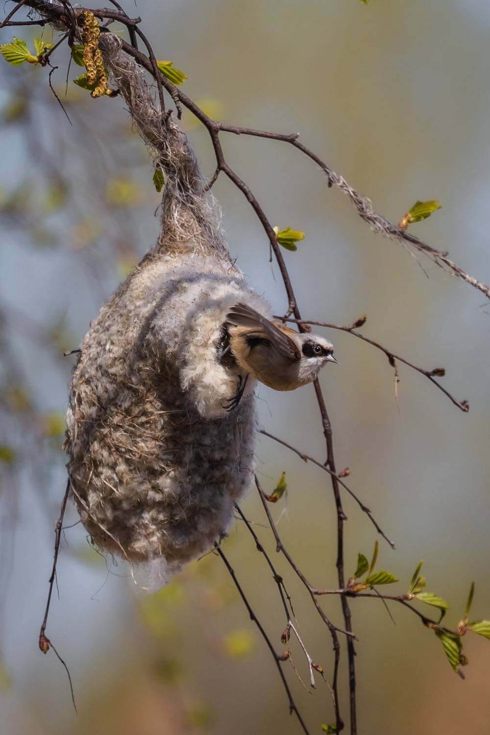 птицы России, бердвотчинг, фотоохота, Татьяна Кормашова