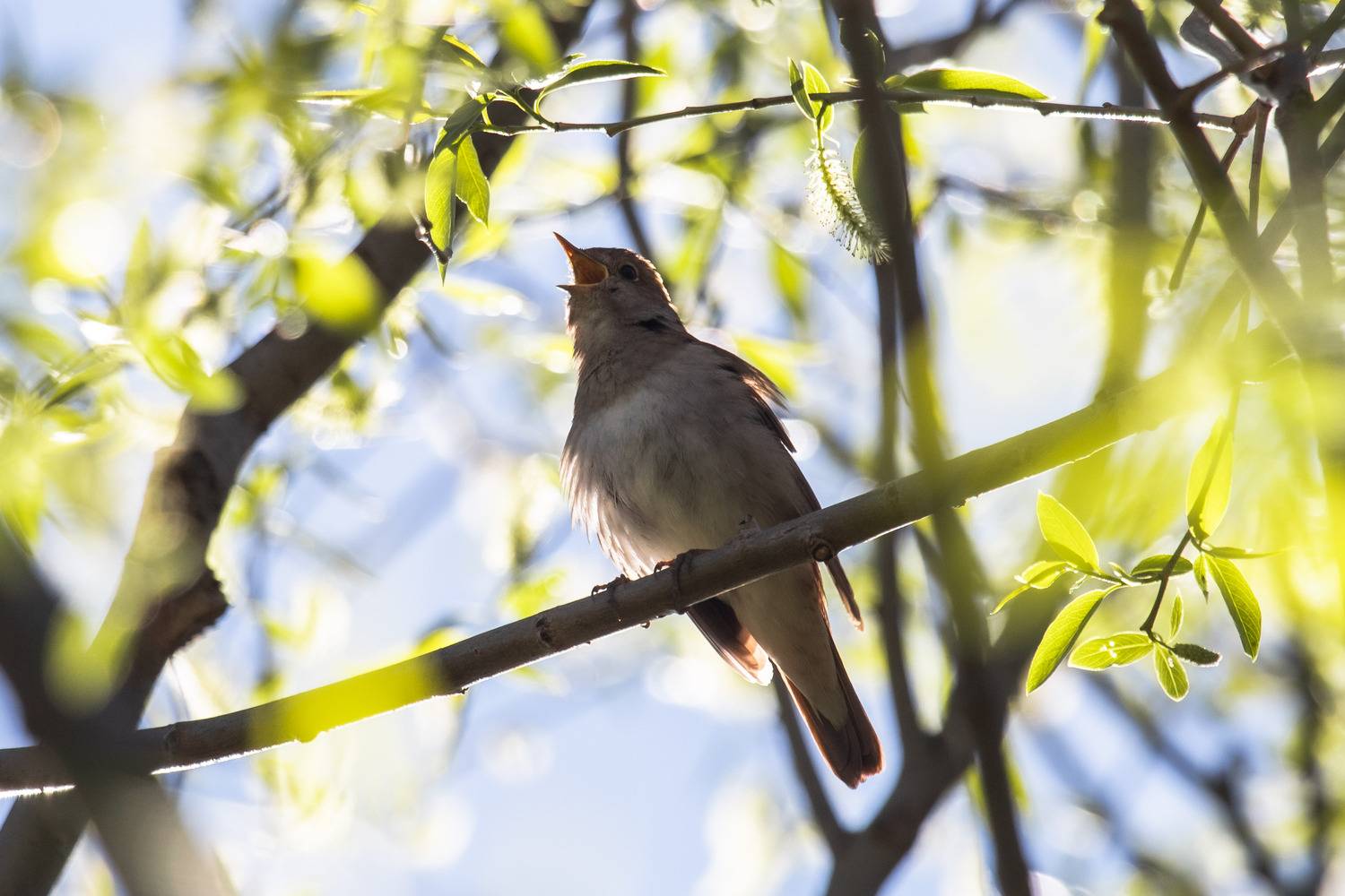 птицы России, бердвотчинг, фотоохота, Татьяна Кормашова