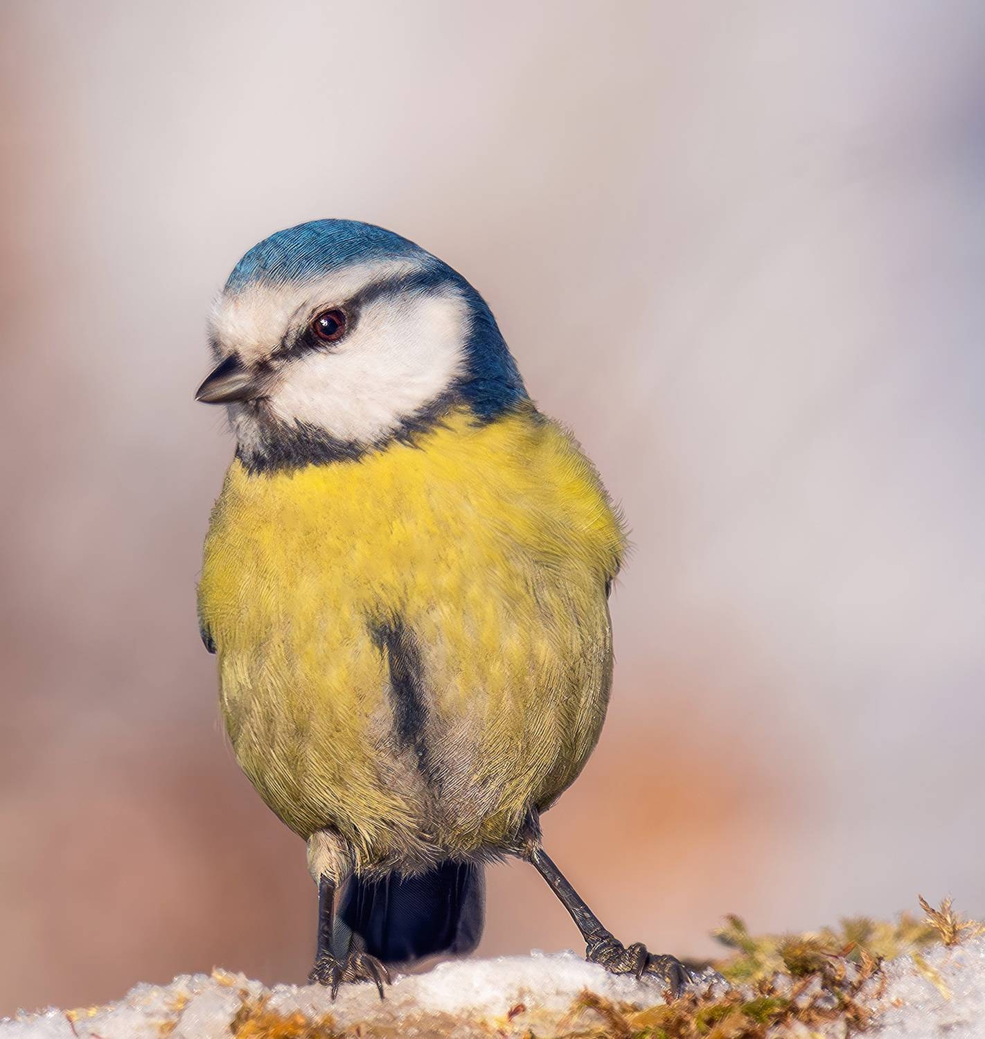 Бёрдвотчинг, птицы, зима, лазоревка, Ворожцова Марина