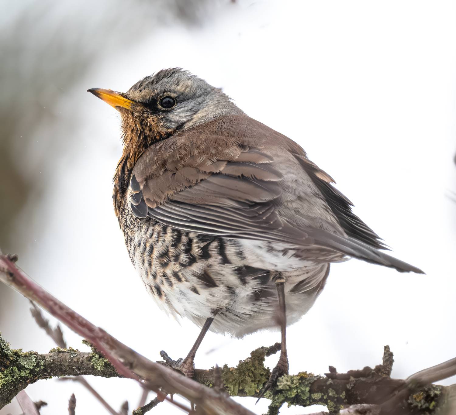 , Курлянцев Алексей
