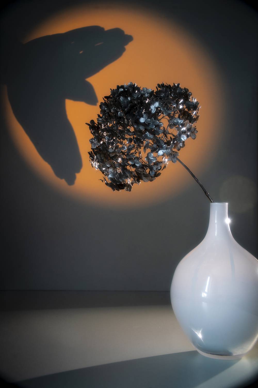 натюрморт, тень, птица, Tata Bakbak