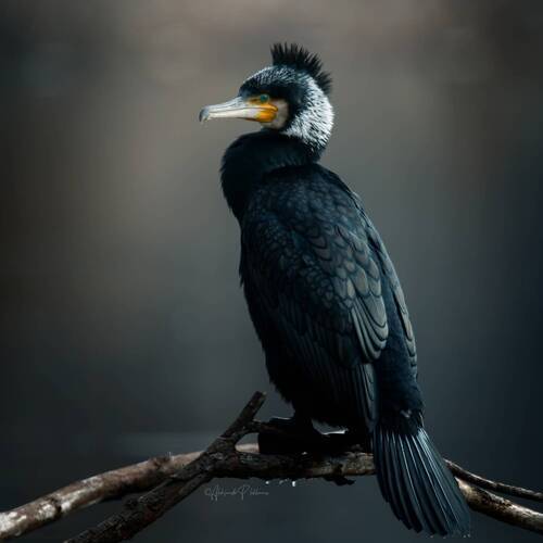 Образы живой природы. Большой баклан.