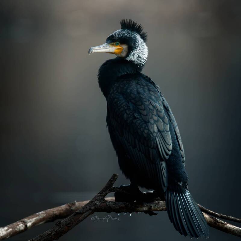 Образы живой природы. Большой баклан. фото превью