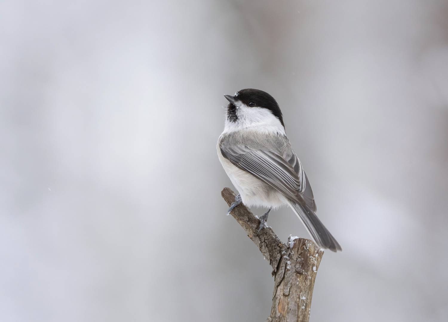 птицы, природа, зима, Андрей Киселёв