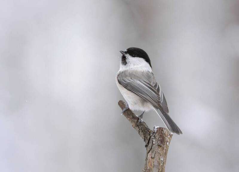 Пухляк птица гордая! фото превью