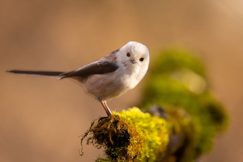 Long-tailed Ti фото превью