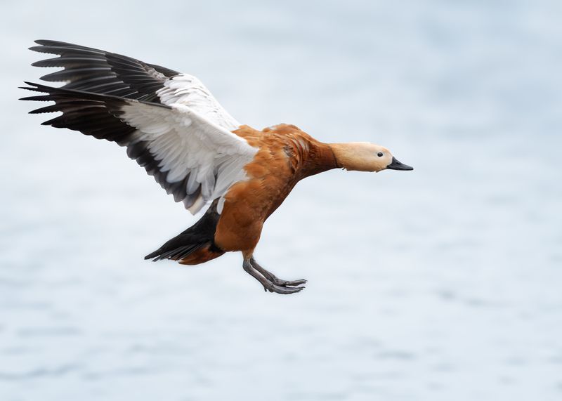 Шасси выпущены. К посадке готов фото превью