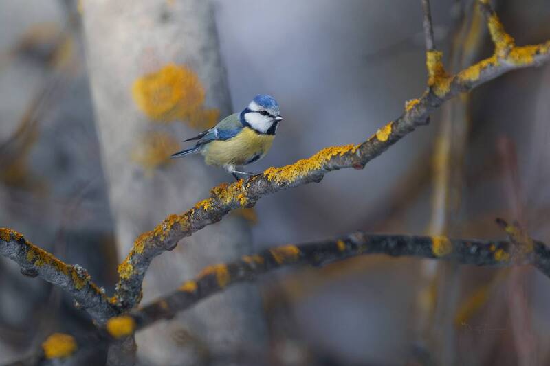 Позёрка фото превью