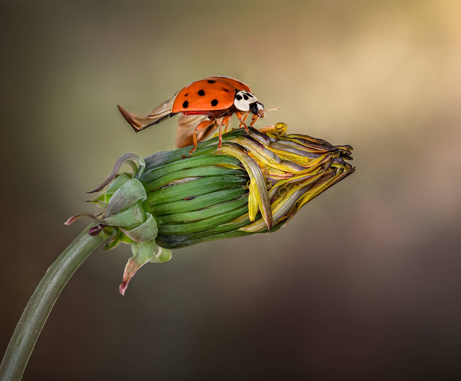 ladybug, ladybird, flower, bud, macro, nature, grass, Atul Saluja