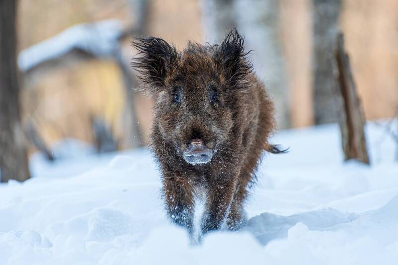 кабан, заповедник, калужские засеки, игорь зубков, дикая природа, nikon, boar, wildlife Молодой кабанчик фото превью