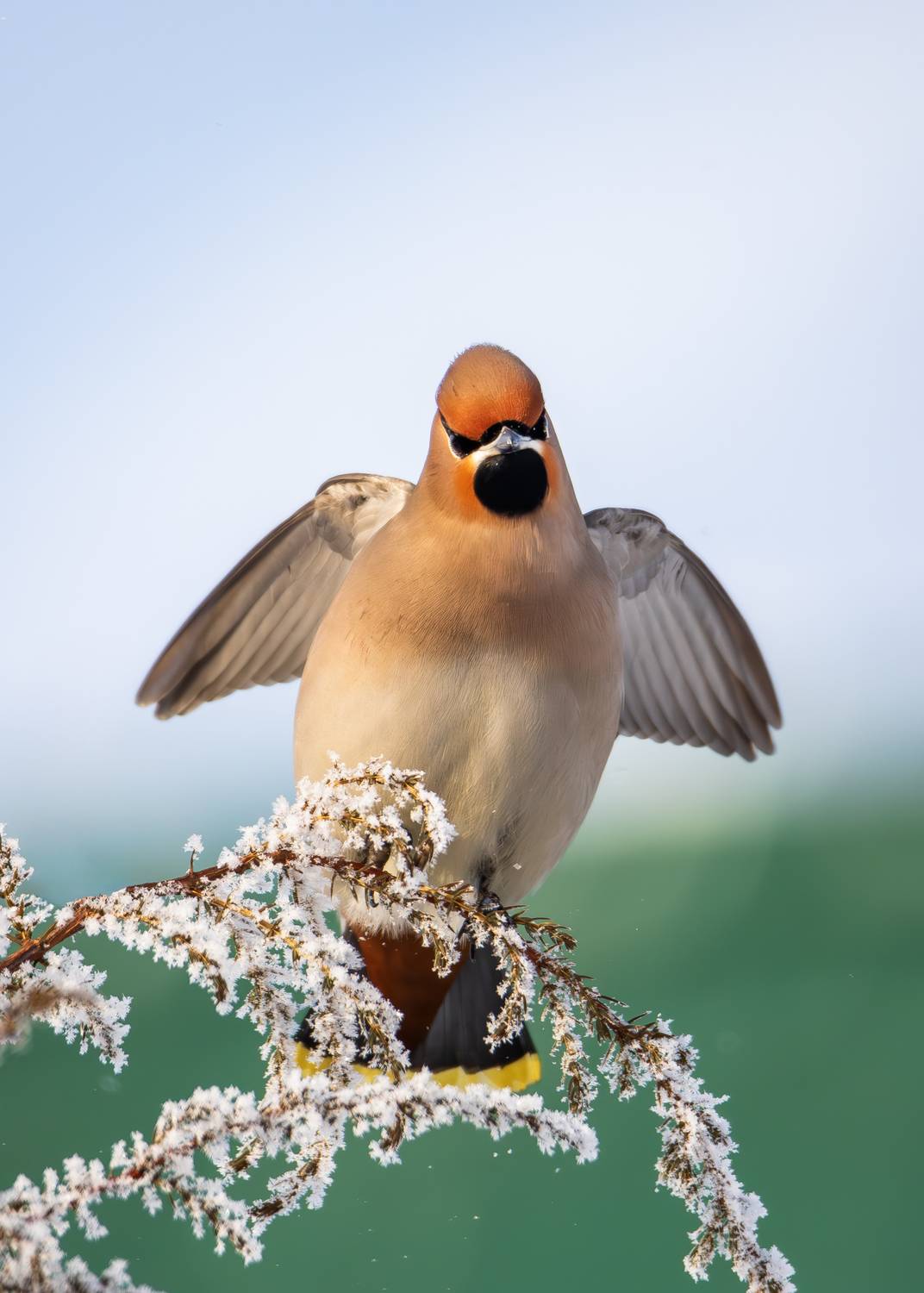 обыкновенный свиристель, свиристель, птицы, птица, зима, иней, дикие птицы, фотоохота, Жгилёв Сергей