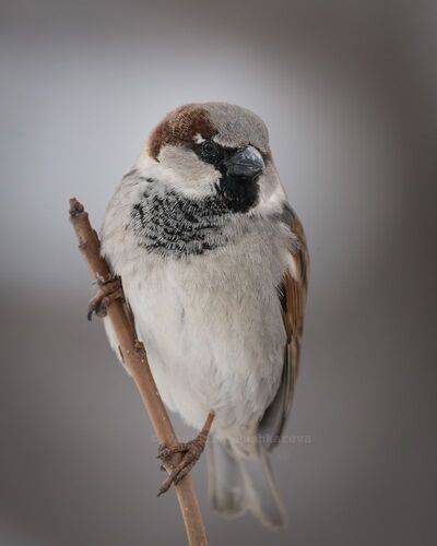 Суровый малый 