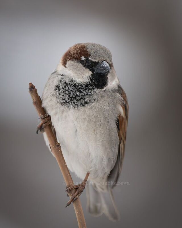 Домовой воробей, Птица Суровый малый  фото превью