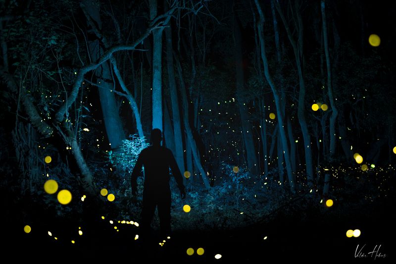 Pirilampos фото превью