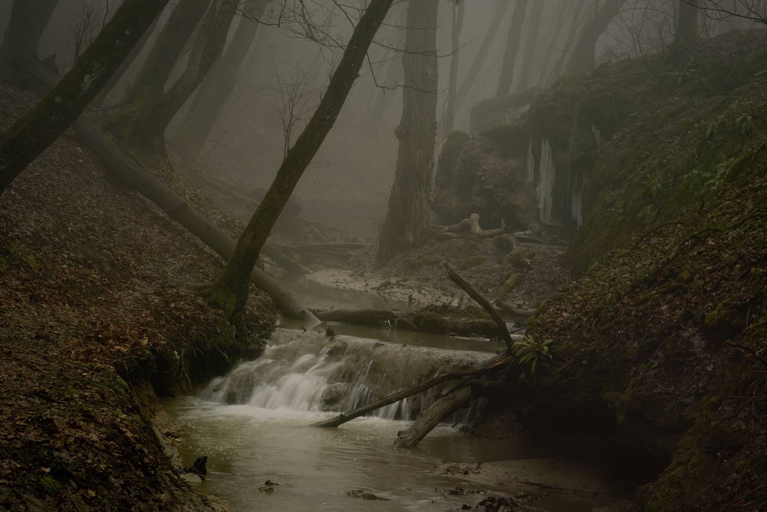 ручей, лес, туман, утро, Александр Жарников