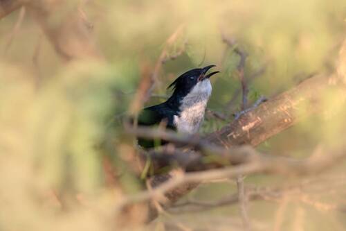 jacobin cuckoo