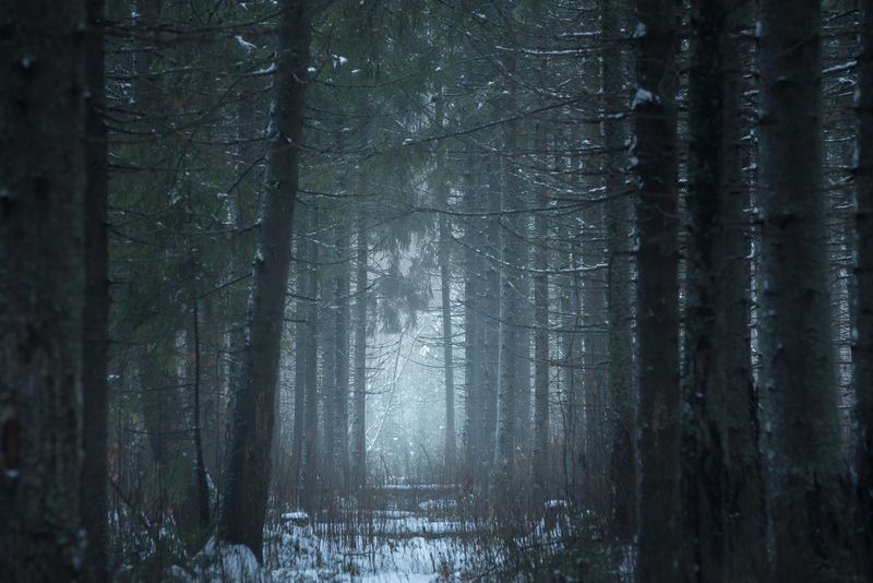 В темной чаще фото превью