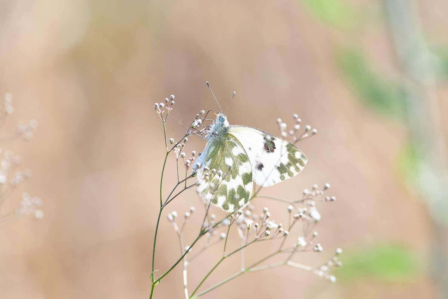 Pontia edusa, Белянка Рапсовая, Павел Сторчилов