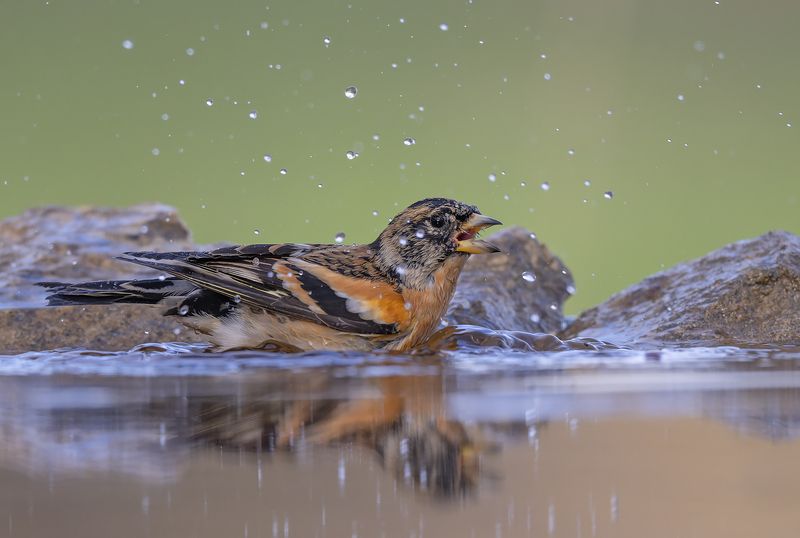 Планинска чинка     Fringilla montifringilla фото превью
