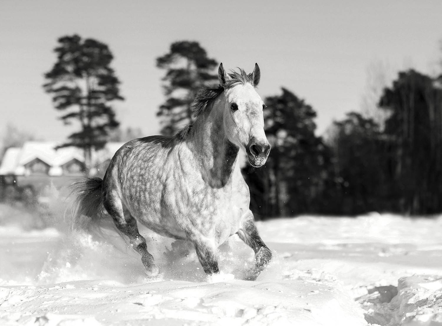 рысак, галоп, красота, зима, поле, horse, movement, gallop, beautiful, nature, Стукалова Юлия
