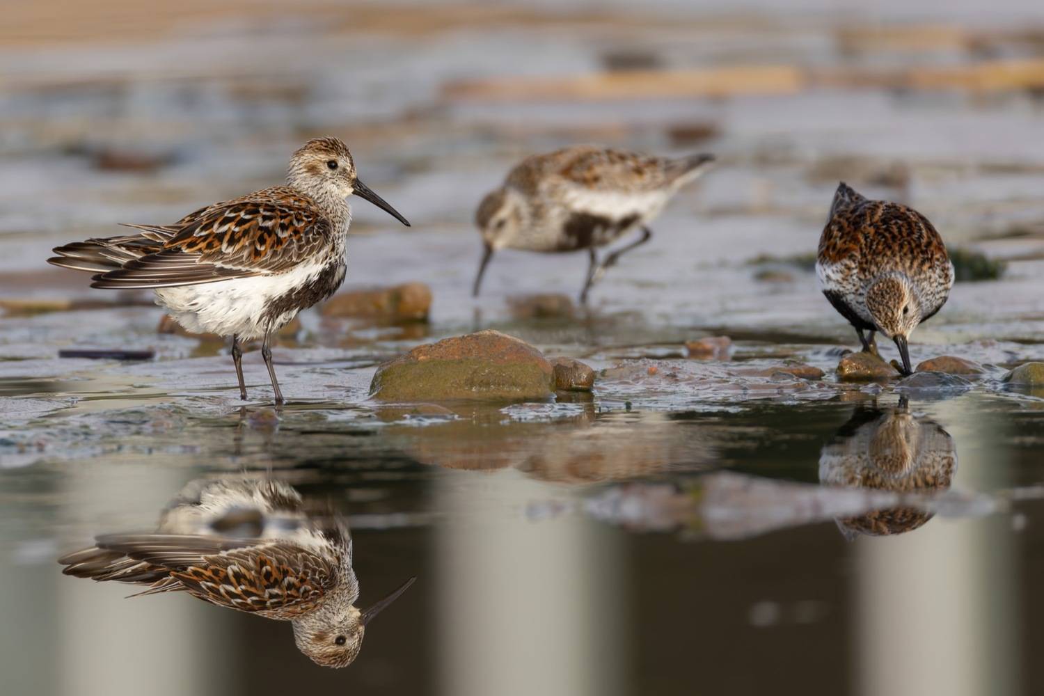 кулик, чернозобик, птицы, красная книга, Ruslan Pl