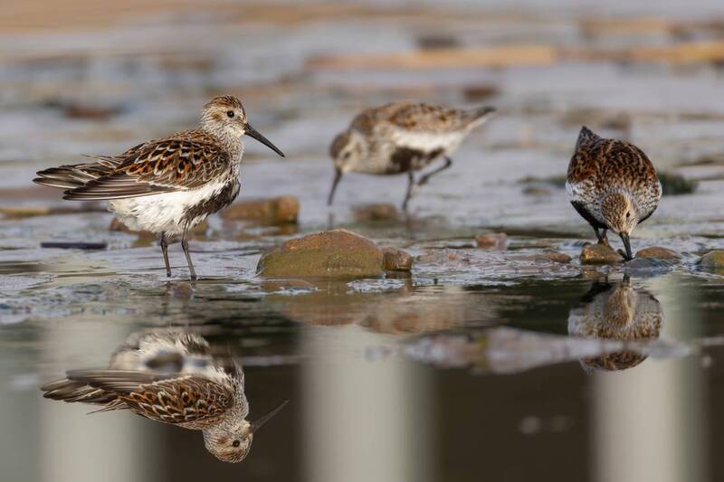 кулик, чернозобик, птицы, красная книга Чернозобики фото превью