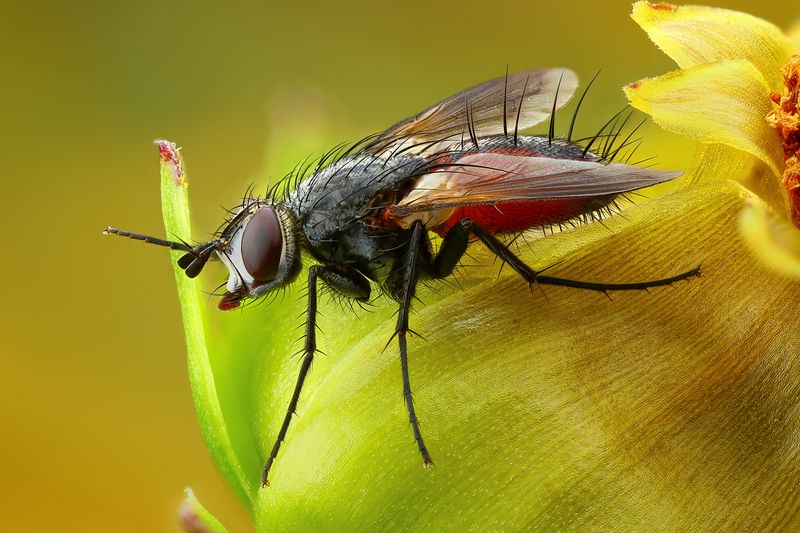 Муха фото превью