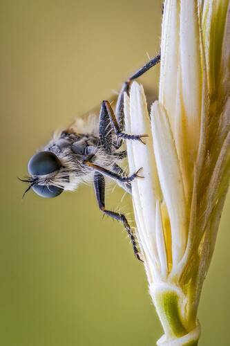 Ктырь(Asilidae)