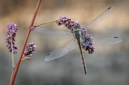 Стрекоза(Sympetrum fonscolombii).Dragonfly.