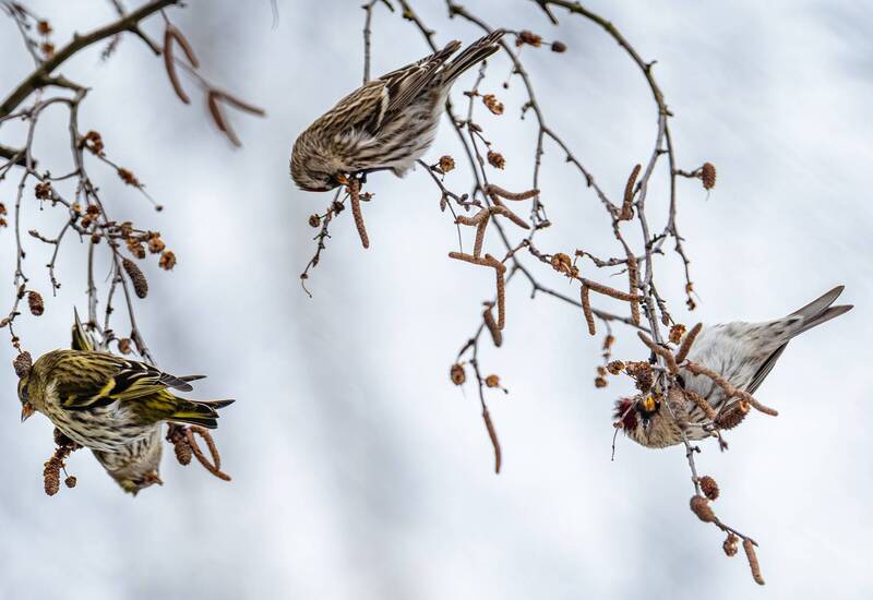 Этюд с чижиками фото превью